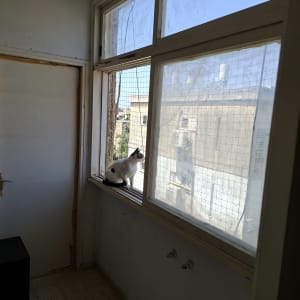 חתול יושב על אדן חלון עם רשת למניעת יונים
