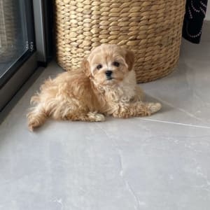 גור כלבים שוכב על רצפה ליד סל קלוע