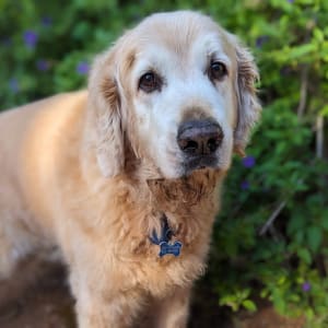 כלב זהוב עם תג כחול על צווארו