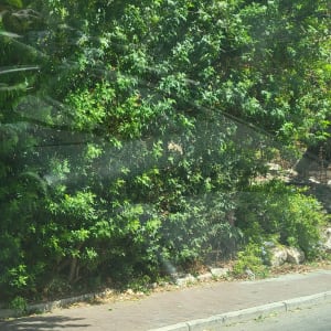 שיחים ירוקים לצד מדרכה