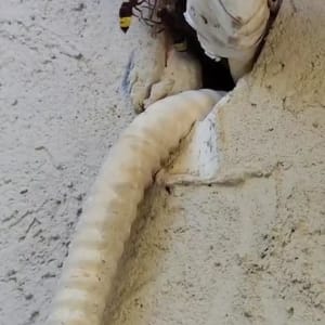 צינור גמיש מחובר לקיר עם חרקים