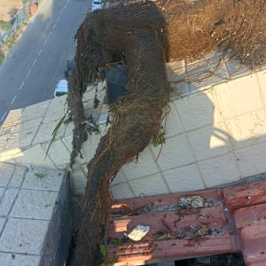 שורש עץ על גג רעפים עם עלים ופסולת