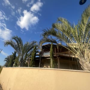 עצים גבוהים ליד מבנה עם גג עץ