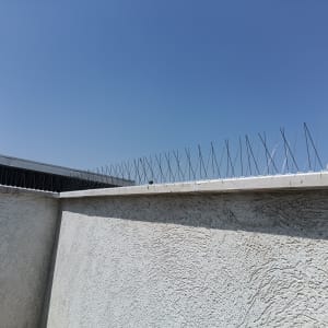 דוקרנים על קיר למניעת נחיתת יונים