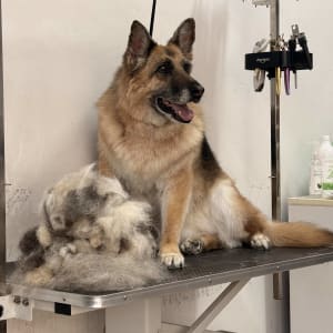 כלב על שולחן טיפוח עם כלי ספרות כלבים