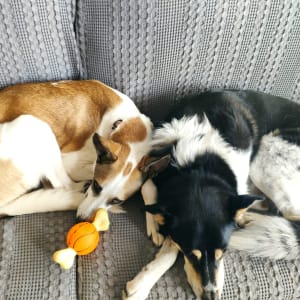 שני כלבים ישנים על ספה עם צעצוע כתום