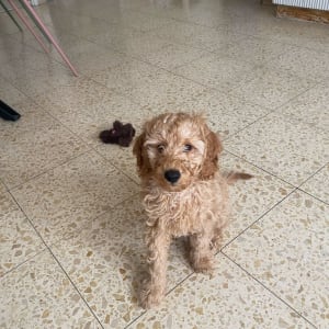 כלב יושב על רצפה עם צעצוע פרווה