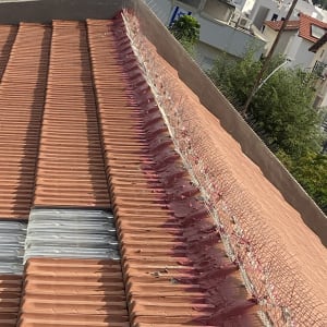 רעפים אדומים עם דוקרנים למניעת ציפורים על הגג