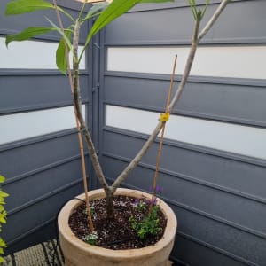 עץ צעיר בעציץ גדול עם צמחים נוספים