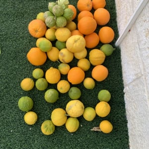 פירות הדר כתומים וצהובים על דשא מלאכותי