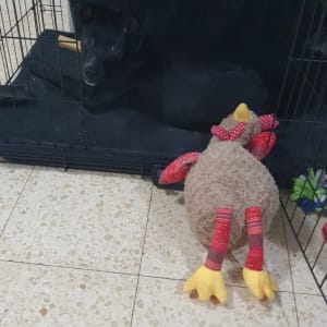 כלב בכלוב עם צעצוע פרווה צבעוני