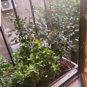 עציצים עם צמחים ירוקים על אדן חלון