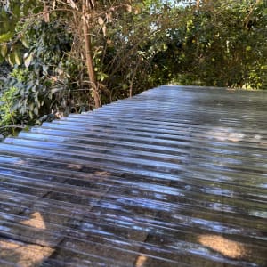 גג פלסטיק שקוף ביער