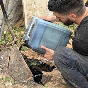 אדם שופך נוזל על גדם עץ כחלק מתהליך גיזום