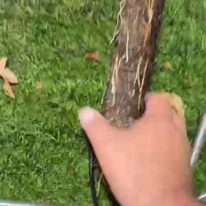 יד מחזיקה שורש עץ עם צינורות מתכת על דשא