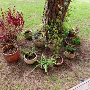 עציצים עם צמחים שונים מסודרים סביב עץ בגינה