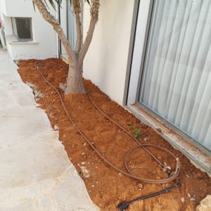 עץ עם צינור השקיה באדמה חומה ליד קיר