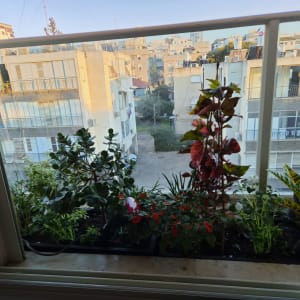 עציצים עם צמחים על אדן חלון מול בניינים