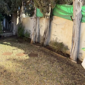 חצר בית פרטי עם מדשאה יבשה ושורת עצי ברוש לצד חומה