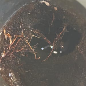 שורשים סתומים בצינור ביוב