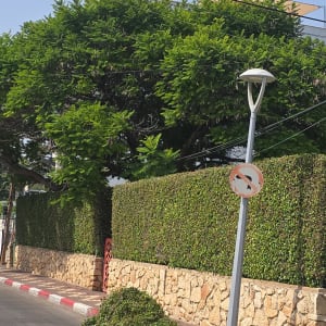 גדר חיה וגזם על המדרכה ליד עץ גדול