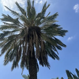 עץ דקל גבוה עם שמיים כחולים ברקע