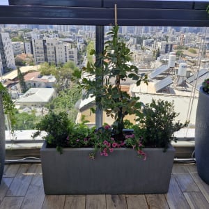 עציצים עם צמחים על מרפסת עם נוף עירוני