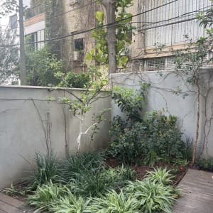 גינה עם צמחים ירוקים ופרחים אדומים על אדמה