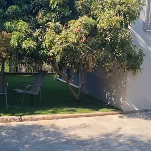 עץ עם פירות וכיסאות בגינה