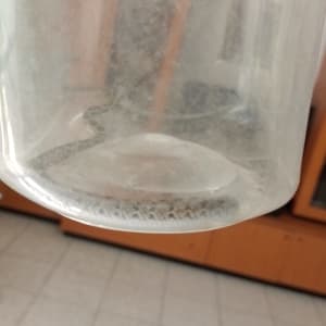 נחש קטן בתוך מיכל שקוף