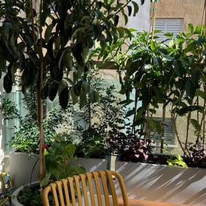 עציצים עם צמחים ירוקים ופרחים במרפסת