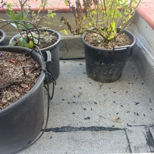 עציצים על גג עם איטום נראה לעין