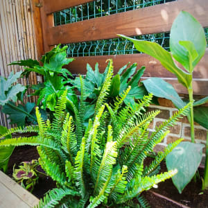 צמחים ירוקים בגינה עם גדר עץ