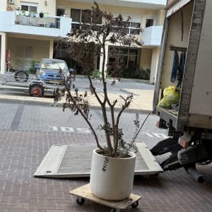 עץ בעציץ על עגלה ליד משאית הובלה