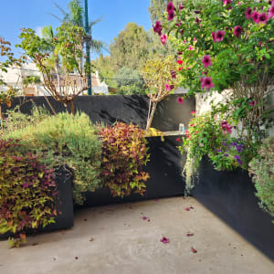 גינה עם צמחים ופרחים צבעוניים