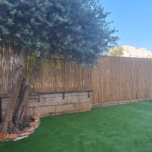 עץ גדול עם גזע עבה על דשא מלאכותי