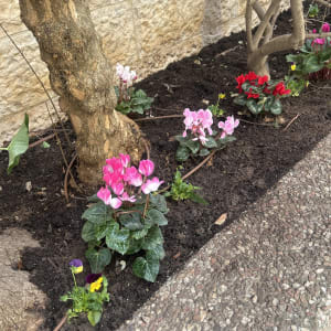 פרחים צבעוניים נטועים באדמה ליד עץ