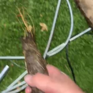 יד מחזיקה שורש עץ ליד צינורות על דשא