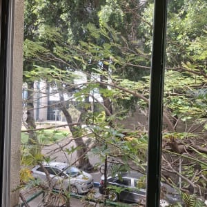 חלון עם נוף של עצים ומכוניות בחוץ