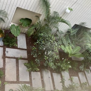 גינה עם צמחים ירוקים ואריחי אבן