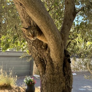 חתול על עץ בגינה עם פרחים ברקע