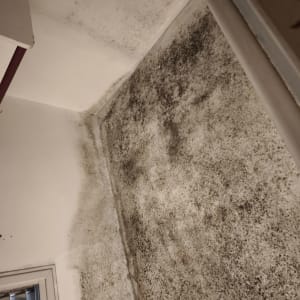 קיר עם סימני עובש ולחות בפינה