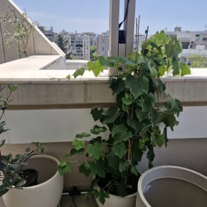 צמחים בעציצים על מרפסת עם נוף עירוני