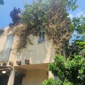 בניין עם צמחייה מטפסת על הקיר