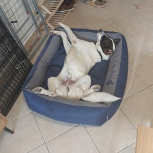 כלב שוכב על מיטה כחולה על הרצפה