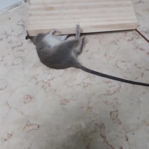 עכבר מת ליד לוח עץ על רצפה