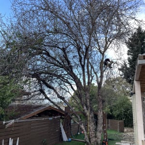 אדם גוזם עץ בחצר עם כלים