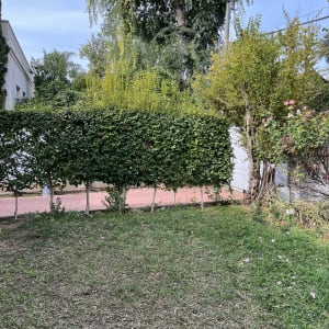 גדר חיה עם שיחים ודשא בגינה