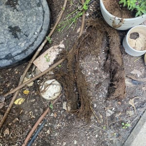 שורשים וצינורות ליד מכסה ביוב בגינה