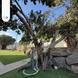 עץ גזום עם דשא מלאכותי וחפצים בגינה